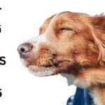 Best Dog Car Seats for 2025: Top Picks for Safety and Comfort