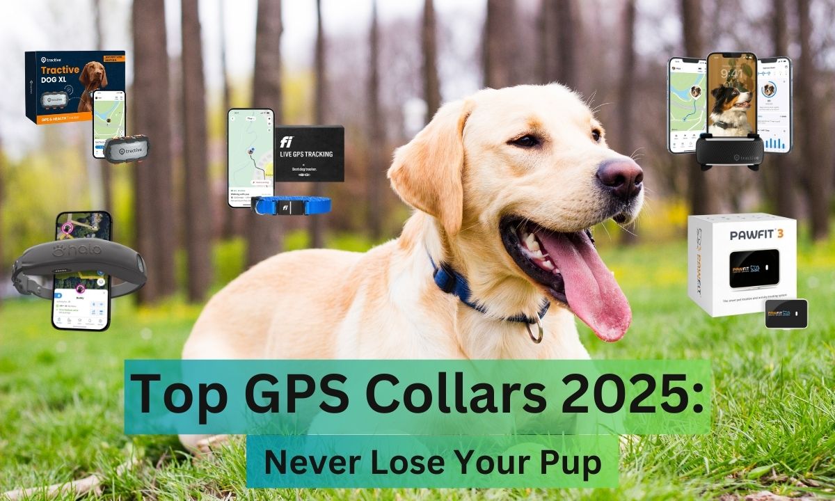 Dog wearing a 2025 GPS collar with glowing map overlay on dark background – Top GPS Dog Collars & Pet Trackers for 2025.