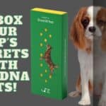 Adorable mixed-breed pup with a dog DNA kits ready to uncover breed secrets