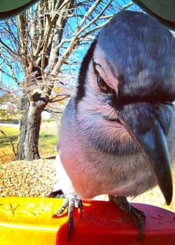 Bird Buddy PRO Photos & Videos