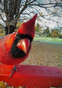 Bird Buddy PRO Photos & Videos