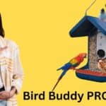 Bird Buddy PRO Solar Smart Bird Feeder Review