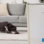 AEOCKY Air Purifier Review: Does This $95 Energy Star Unit Really Last a Year?